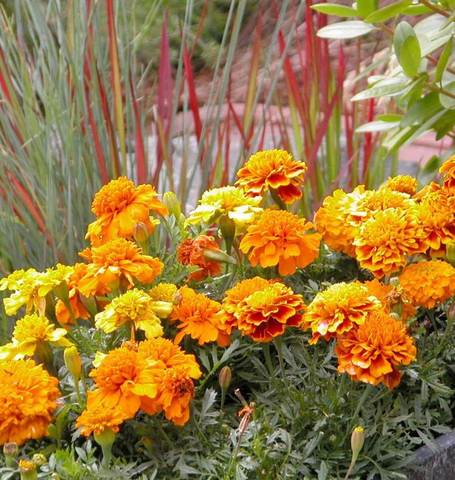 Marigolds-Brocade