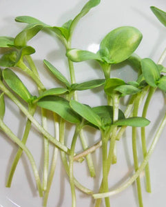 Microgreens - Sunflower Seeds