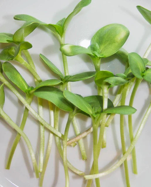 Microgreens - Sunflower Seeds