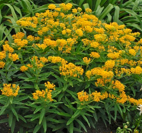 Milkweed: 'Hello Yellow' Butterfly - 1 Gal (Jf)