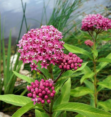 Asclepias: Swamp Milkweed