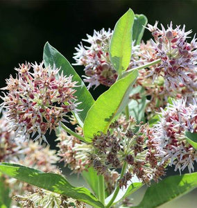 Milkweed: Showy