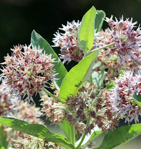 Milkweed: Showy