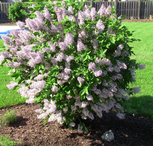 Lilac:  'Miss Kim' - 2Gal (Jf)