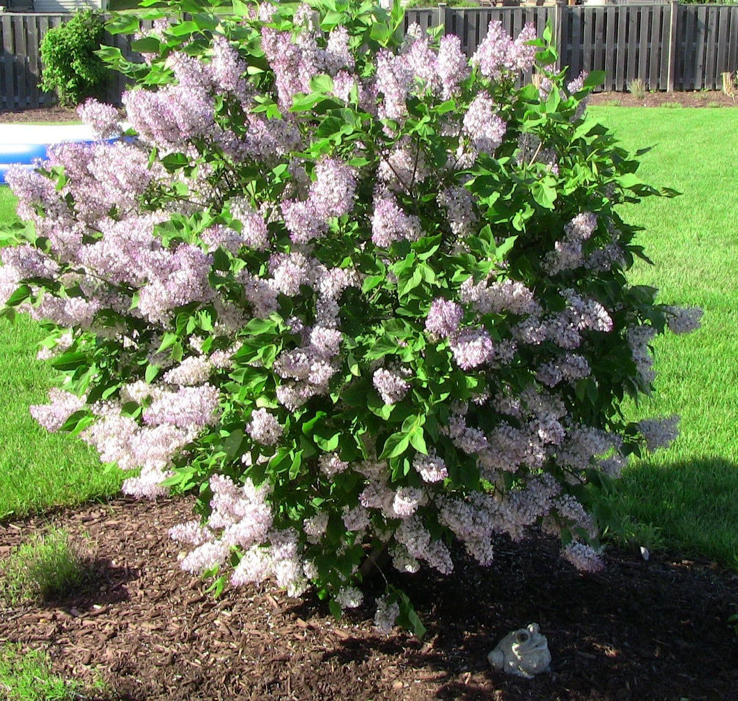 Lilac:  'Miss Kim' - 2Gal (Jf)