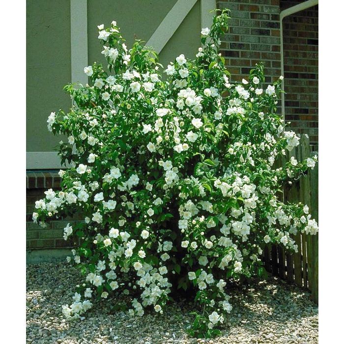 Mockorange:   'Snow Dwarf'