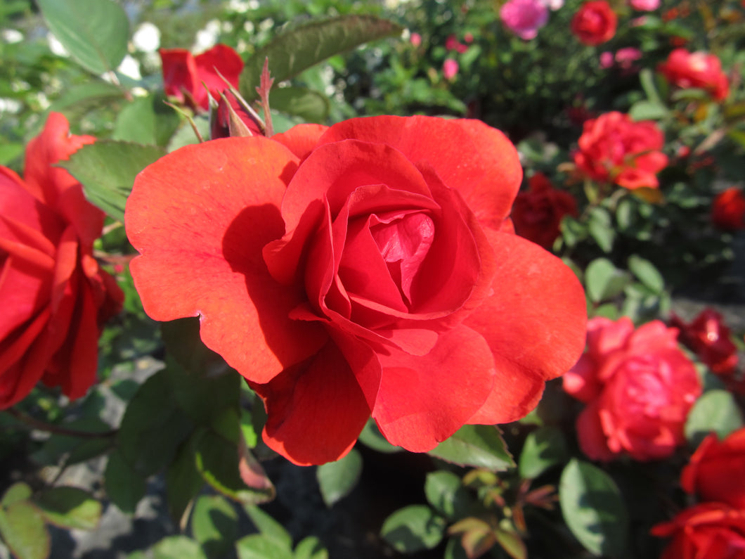 Rose:  'Morden Fireglow Rose' (BR)