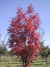 Load image into Gallery viewer, Mountain Ash:  &#39;Pyramidal&#39; - 5 Gal (Bl)
