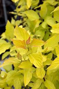 Dogwood:  'Neon Burst™' 8" (Bl)