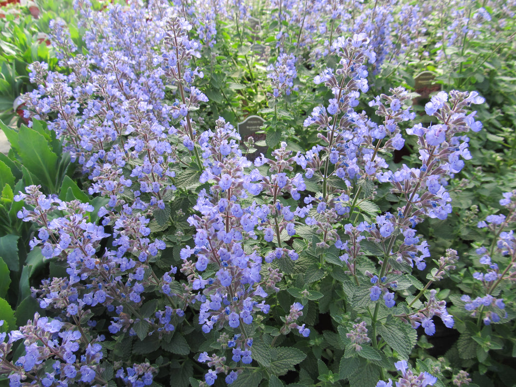 Catmint:  'Purrsian Blue' - 1 Gal (Jf)