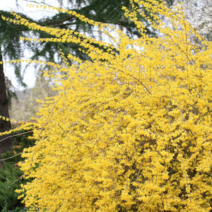 Forsythia:  'Northern Gold'