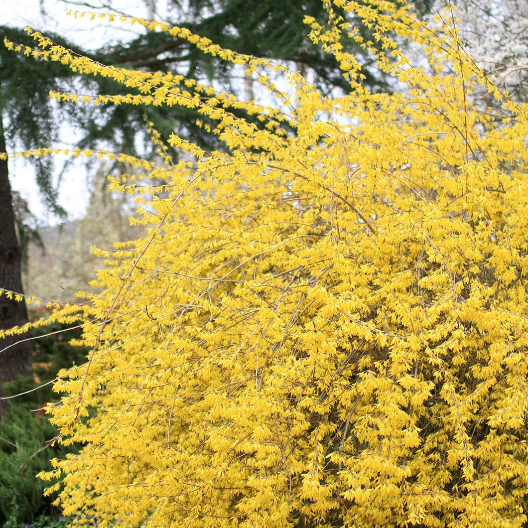Forsythia:  'Northern Gold'