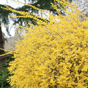 Forsythia:  'Northern Gold'  2 Gal (Bl)