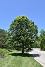 Load image into Gallery viewer, Oak: &#39;Bur&#39; (Bl)
