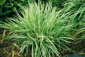 Grass: Variegated Oat Grass 1g
