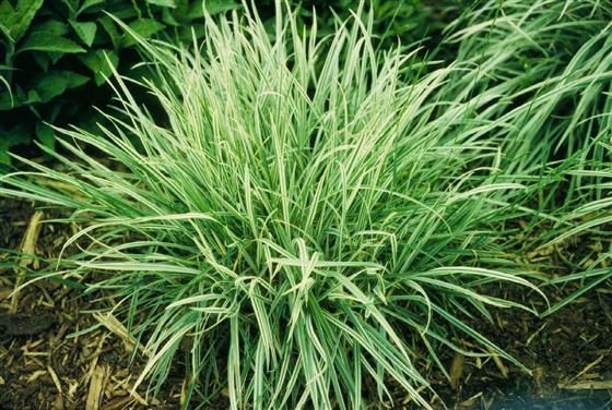 Grass: Variegated Oat Grass 1g
