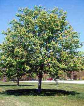 Load image into Gallery viewer, Ohio Buckeye - 5 Gal (BL)
