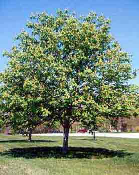 Ohio Buckeye - 5 Gal (BL)