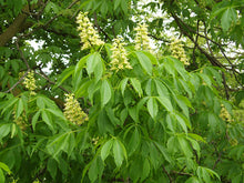 Load image into Gallery viewer, Ohio Buckeye - 5 Gal (BL)
