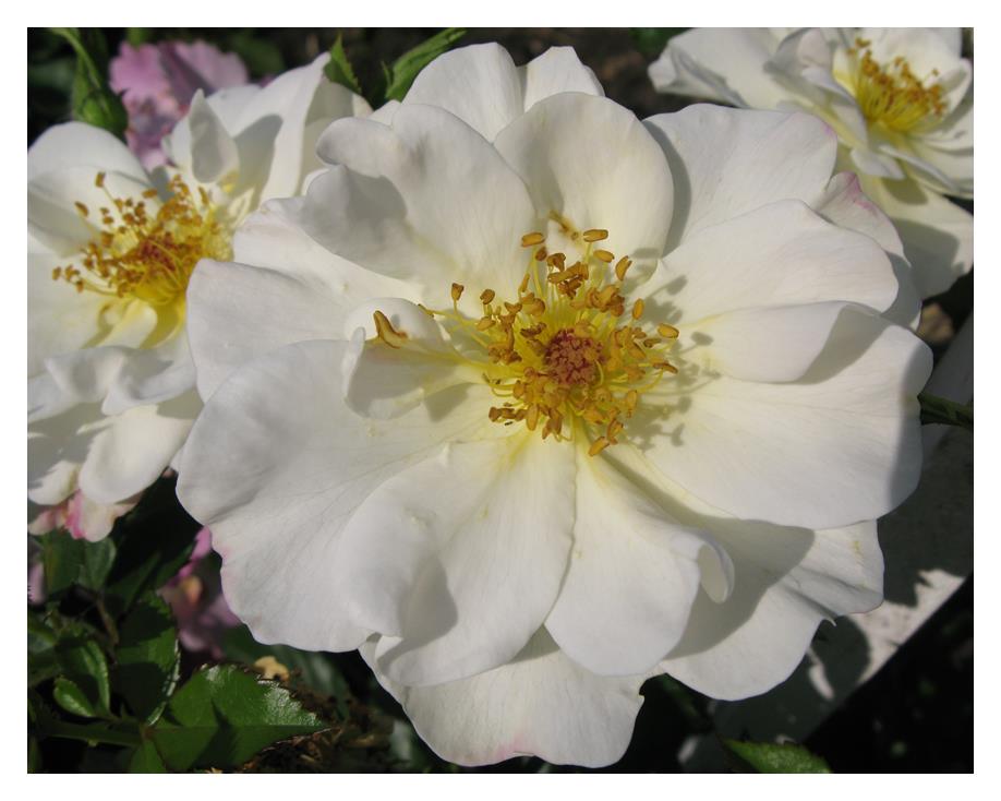 Rose:  'Oscar Peterson' (Jf)