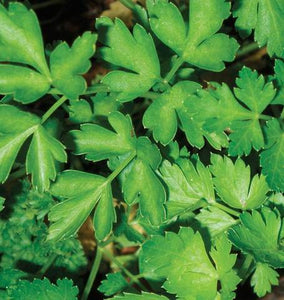Parsley - Dark Green Italian Plain