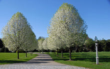 Load image into Gallery viewer, Pear:  Navigator Ornamental
