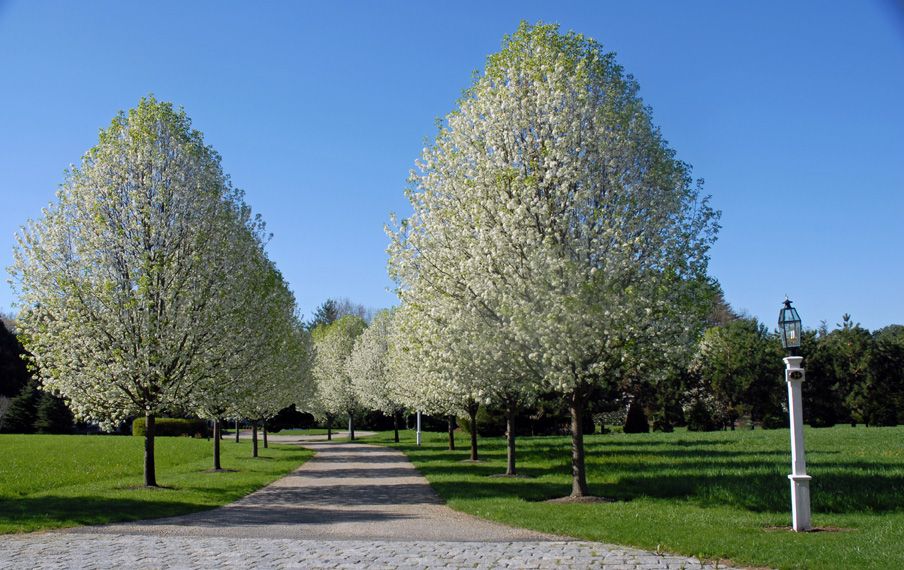 Pear:  Navigator Ornamental