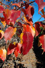 Load image into Gallery viewer, Pear:  Navigator Ornamental
