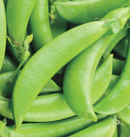 Snap Peas - Sugar Ann