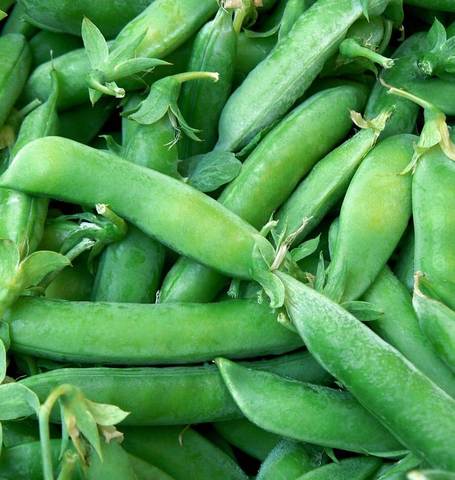 Snap Peas - Super Sugar