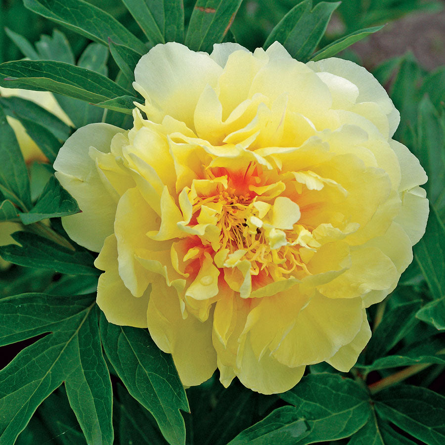 Peony: Itoh Bartzella