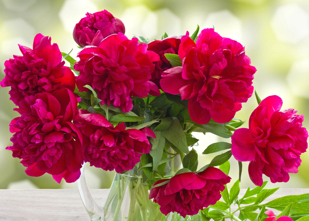 Peony: 'Karl Rosenfield' -1Gal (Jf)