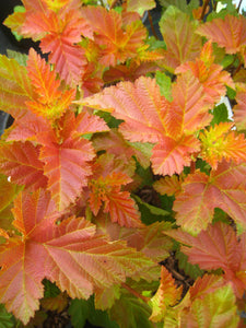 Ninebark:  'Amber Jubilee'® 2 Gal (Jf)