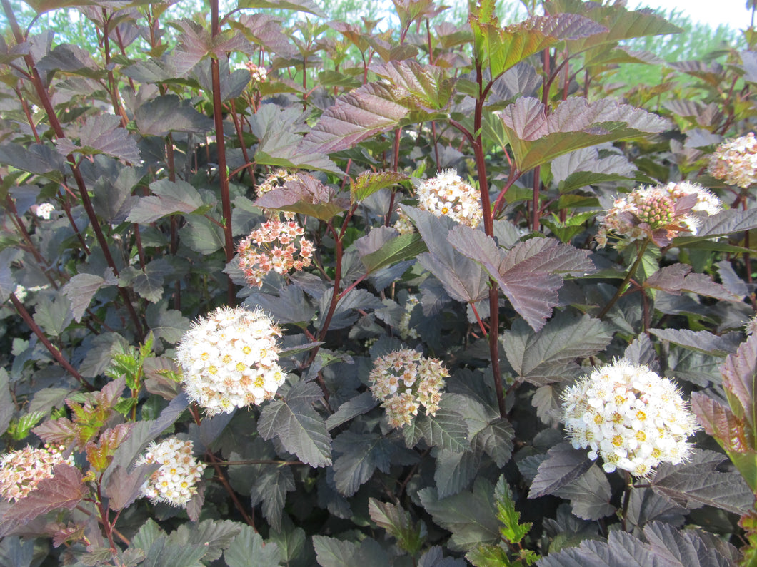 Ninebark: 'Monlo Diabolo' -2 Gal (Jf)