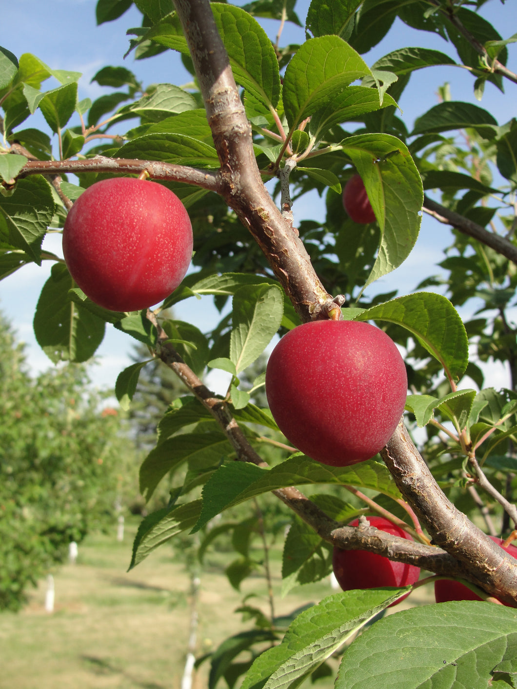 Plum: 'Tecumseh' - 5 gal (Bl)