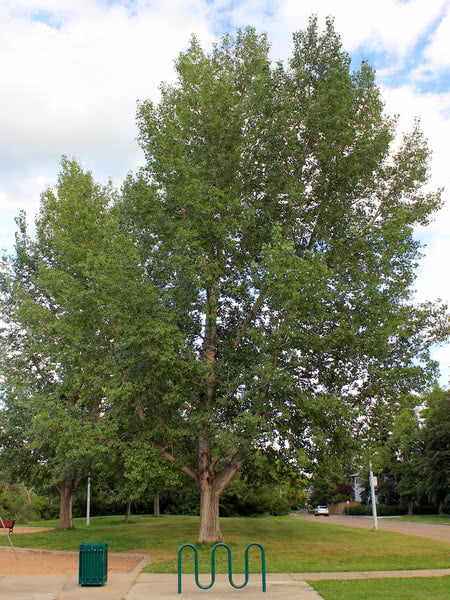 Poplar:  'Assiniboine' - 7'  7 Gal (Jf)