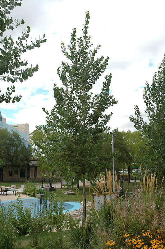 Poplar:  'Okanese' (Jf)