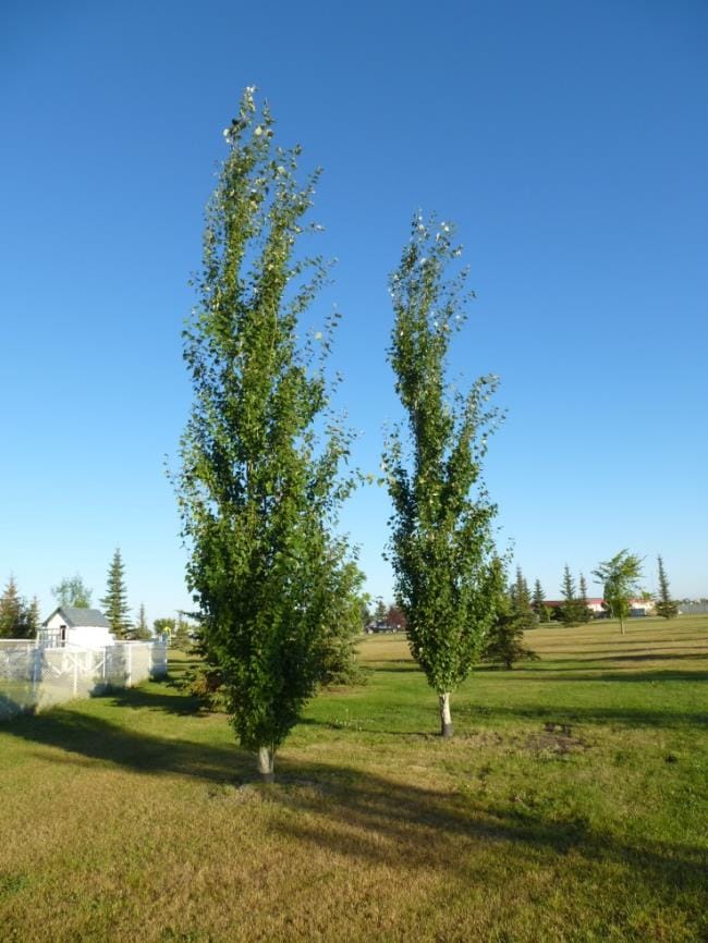 Poplar: Tower