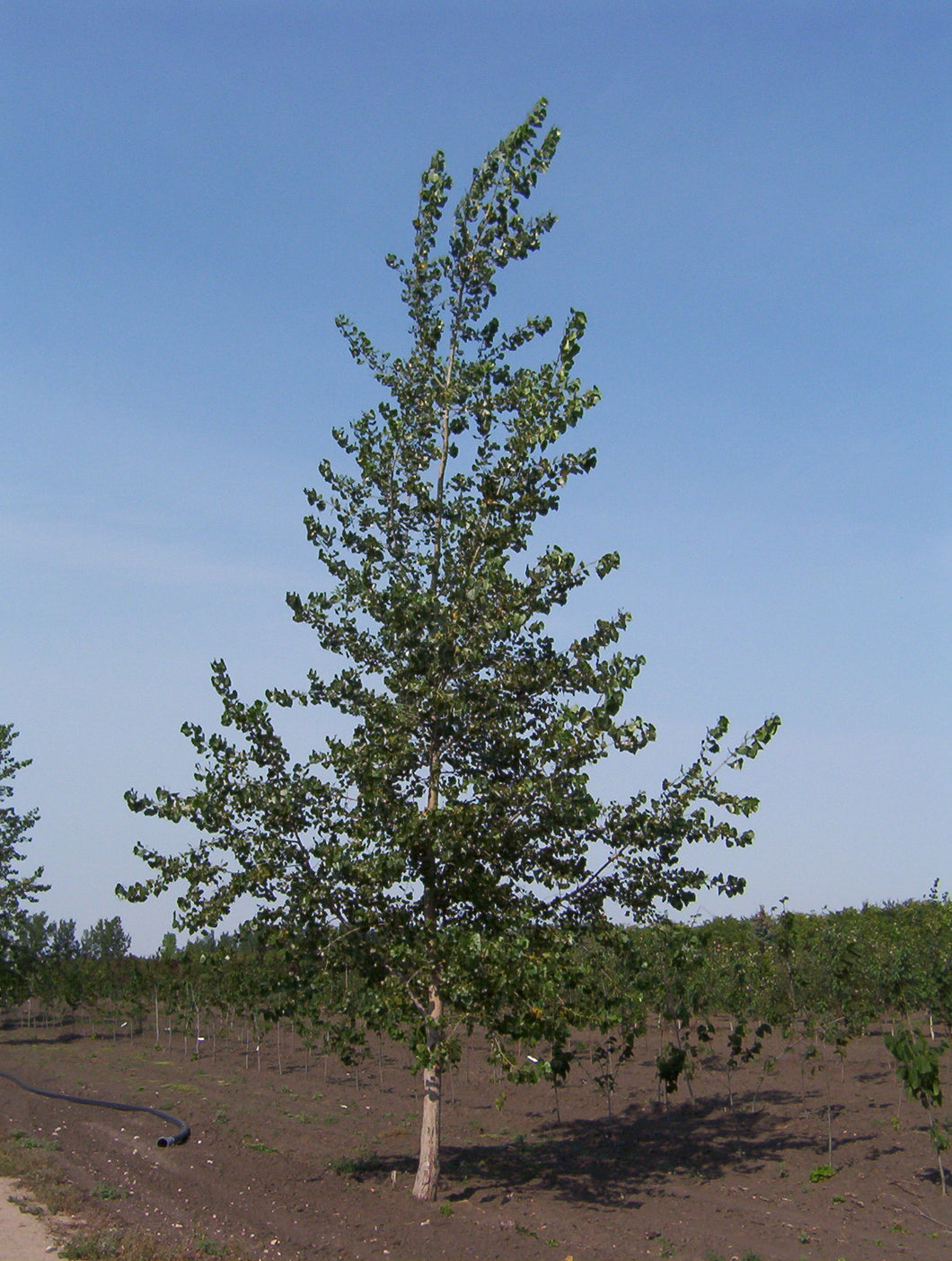 Poplar:  'Assiniboine' - 2 gal (Bl)