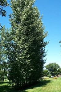 Poplar:  'Prairie Sky' - 2 Gal (Bl)