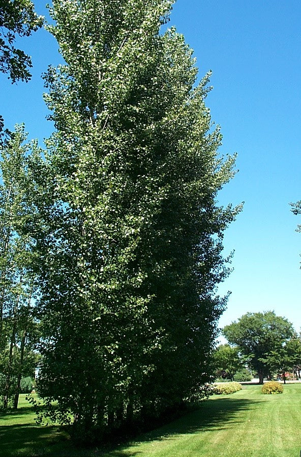 Poplar:  'Prairie Sky' - 2 Gal (Bl)