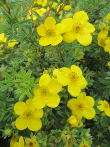 Potentilla:  'Goldfinger' - 2 Gal (Jf)