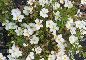 Potentilla 'Abbotswood'  2 gal (Au)