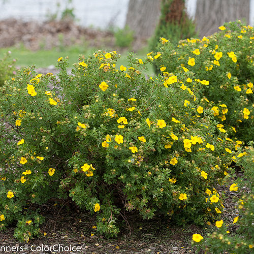 Potentilla:  'Happy Face® Yellow '  8