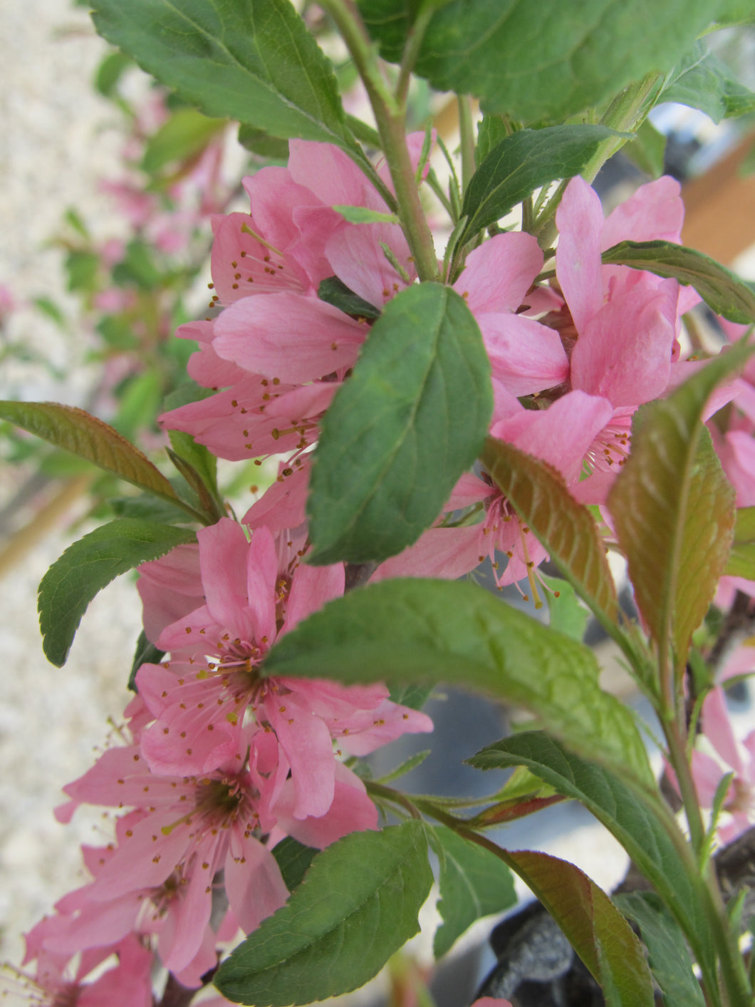 Plum:  'Muckle' (Bl)