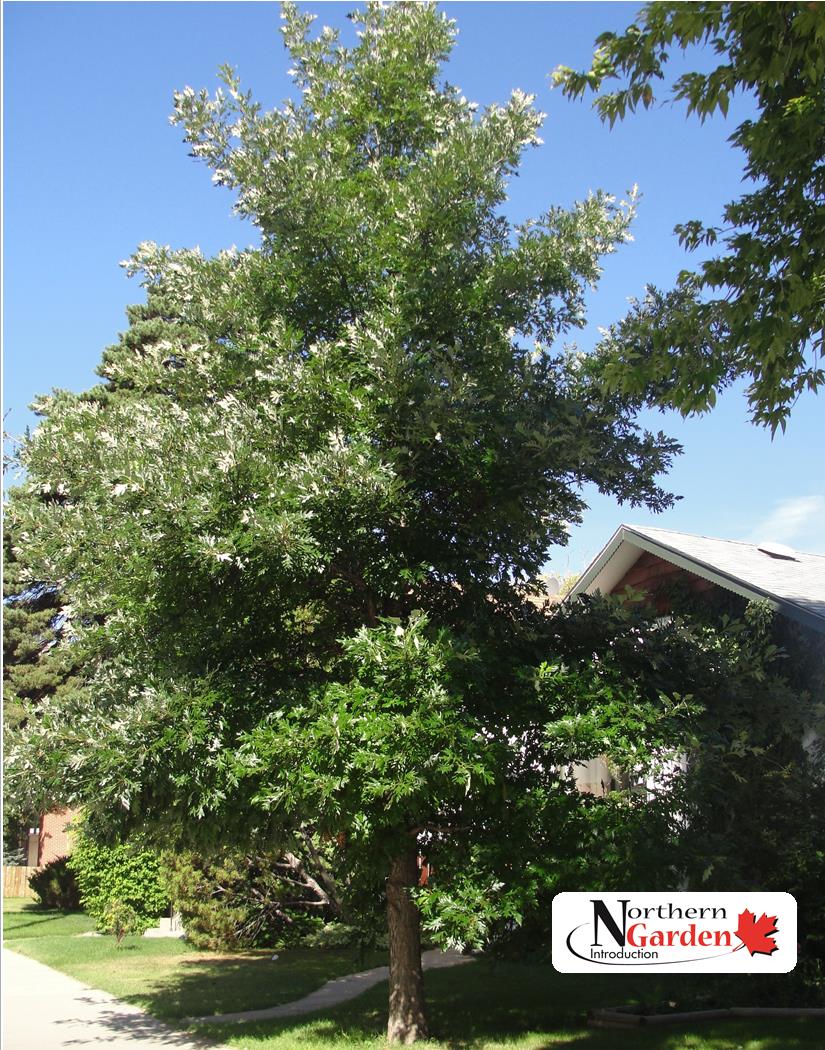 Oak:  'Admiration Hybrid' - 50-59 mm WB (Jf)