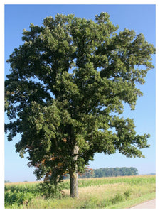 Oak:  'Bur' (Jf)