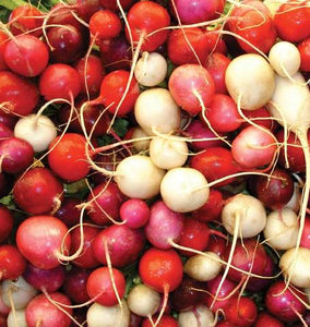 Radish - Easter Egg II Blend