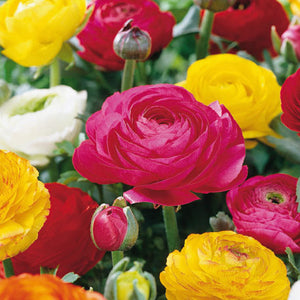 Ranuncules: Peony Mixed