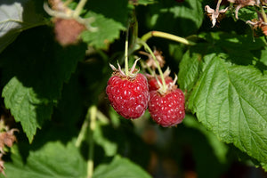 Raspberry "Canby" -2 Gal (VN)